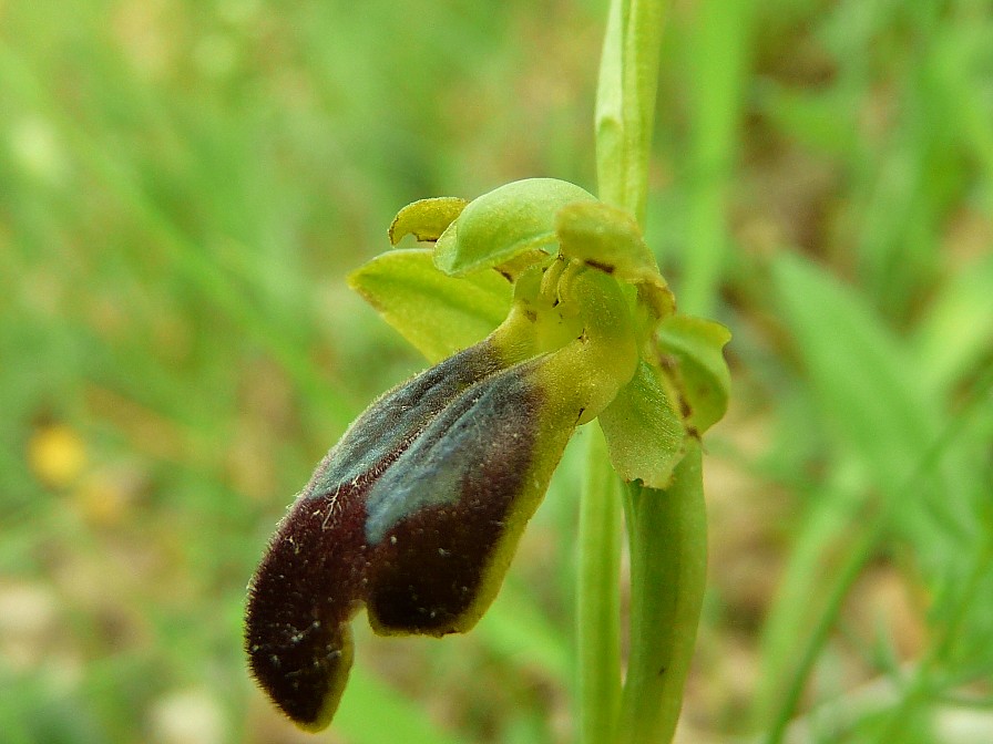 Ophrys fusca